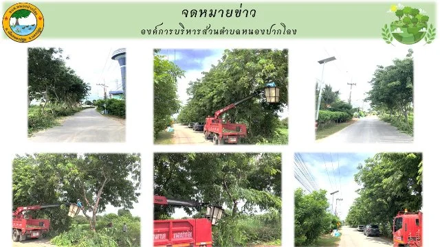 วันที่ 28 พฤษภาคม 2569 กองสาธารณสุขและสิ่งแวดล้อม องค์การบริหารส่วนตำบลหนองปากโลง ดำเนินการปรับปรุงภูมิทัศน์เนื่องในวันต้นไม้แห่งชาติ โดยการตัดแต่งกิ่งไม้ บริเวณทางเข้าองค์การบริหารส่วนตำบลหนองปากโลง